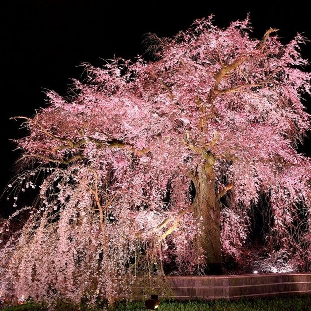 Meet your Posher, Sarina